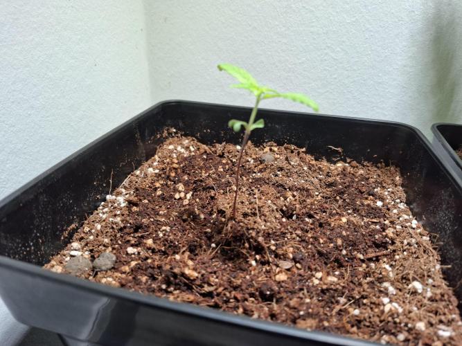 Nigerian Sativa - Love of Landrace. Week 2