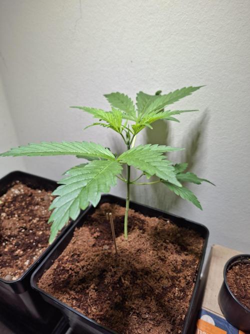 Desfrán - Dutch Passion. Week 4