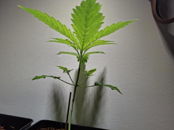 Desfrán - Dutch Passion. Week 4