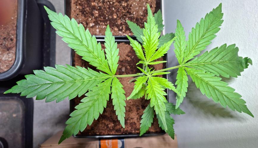 Desfrán - Dutch Passion. Week 4