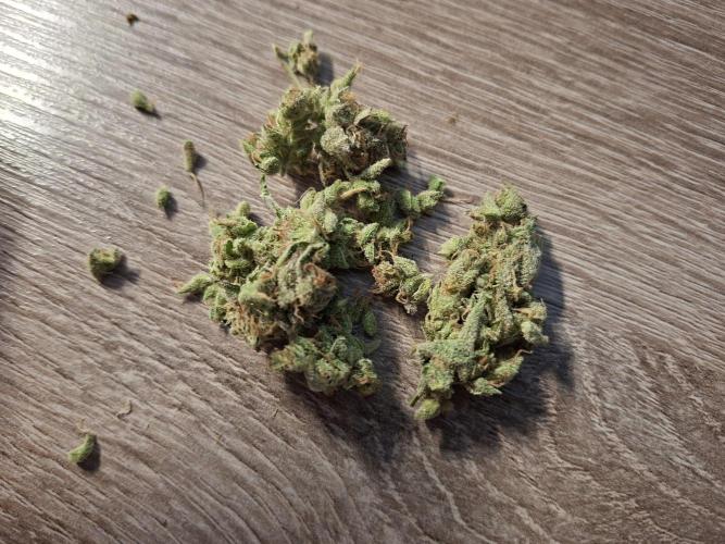 Think Fast - Dutch Passion - first try. Week 15