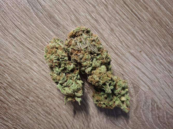 Dutch Passion Master Kush. Week 15