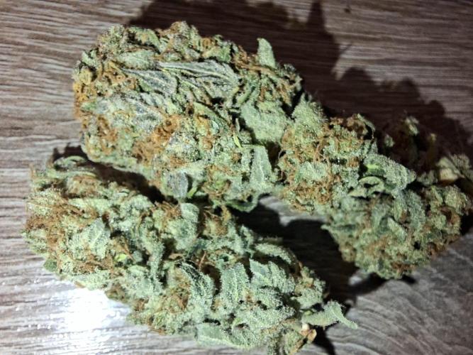 Dutch Passion Master Kush. Week 15