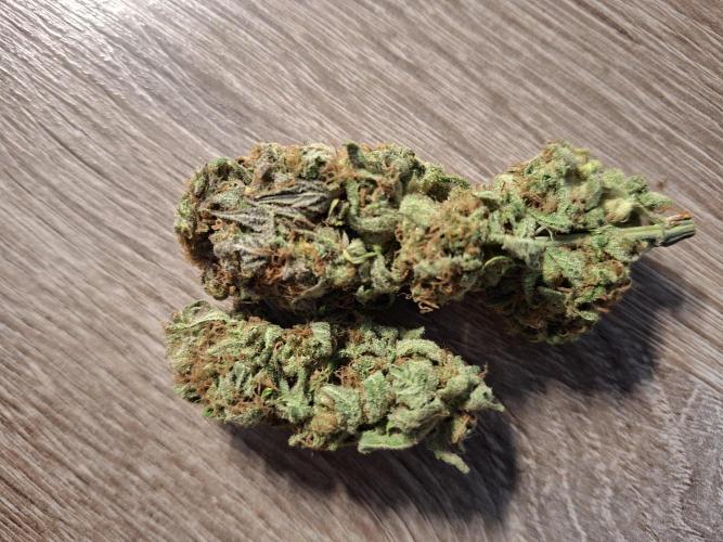 Dutch Passion Master Kush. Week 15