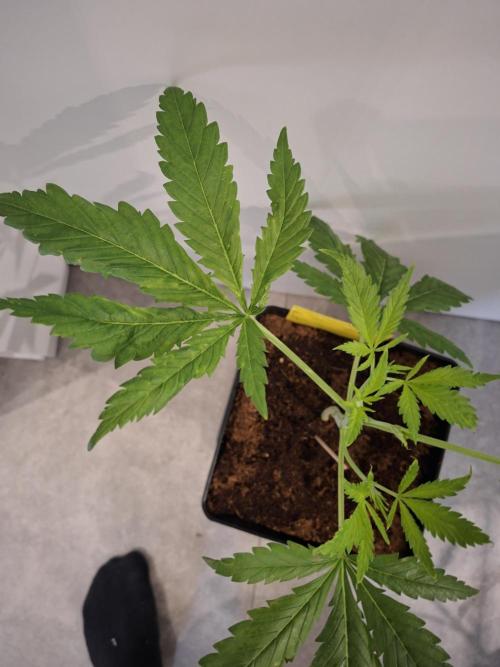 Desfrán - Dutch Passion. Week 5