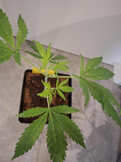 Desfrán - Dutch Passion. Week 5