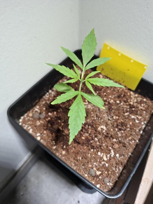 Nigerian Sativa - Love of Landrace. Week 3