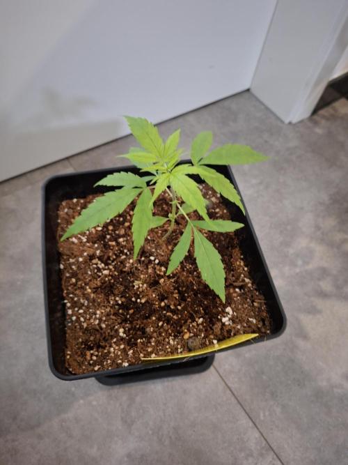 Nigerian Sativa - Love of Landrace. Week 4