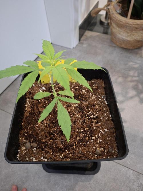 Nigerian Sativa - Love of Landrace. Week 4