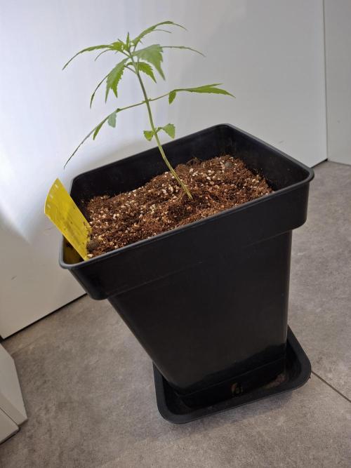 Nigerian Sativa - Love of Landrace. Week 4