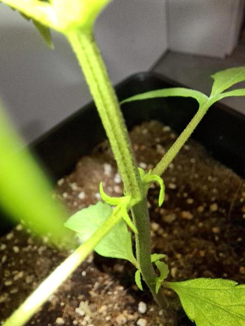 Nigerian Sativa - Love of Landrace. Week 4