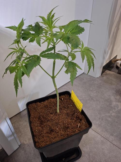 Desfrán - Dutch Passion. Week 6