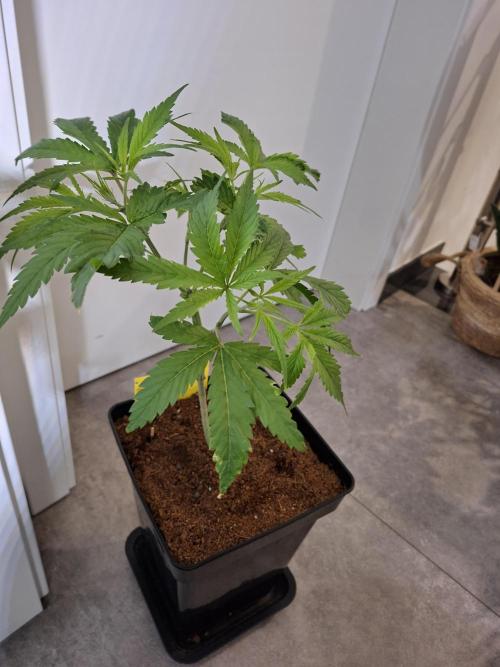 Desfrán - Dutch Passion. Week 6