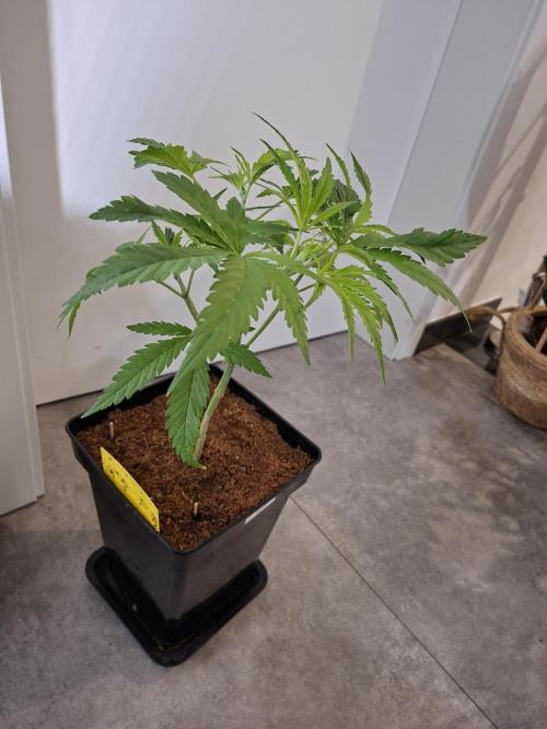 Desfrán - Dutch Passion. Week 6