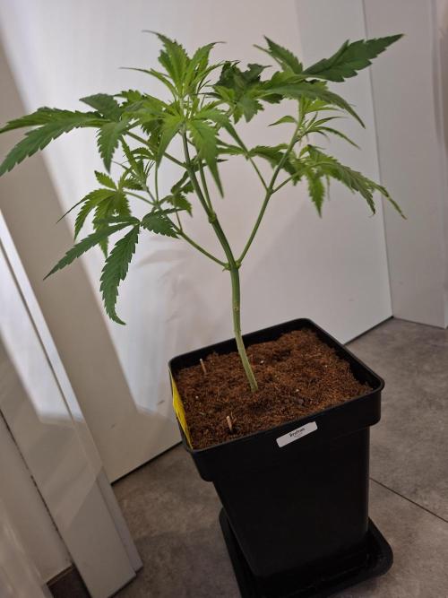 Desfrán - Dutch Passion. Week 6