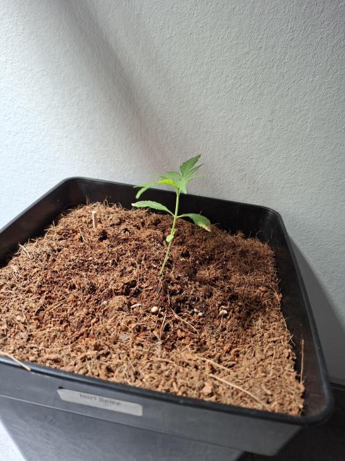 Ituri Noire - Love of Landrace. Week 2