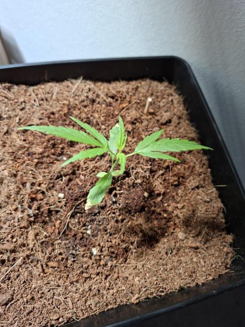 Ituri Noire - Love of Landrace. Week 2