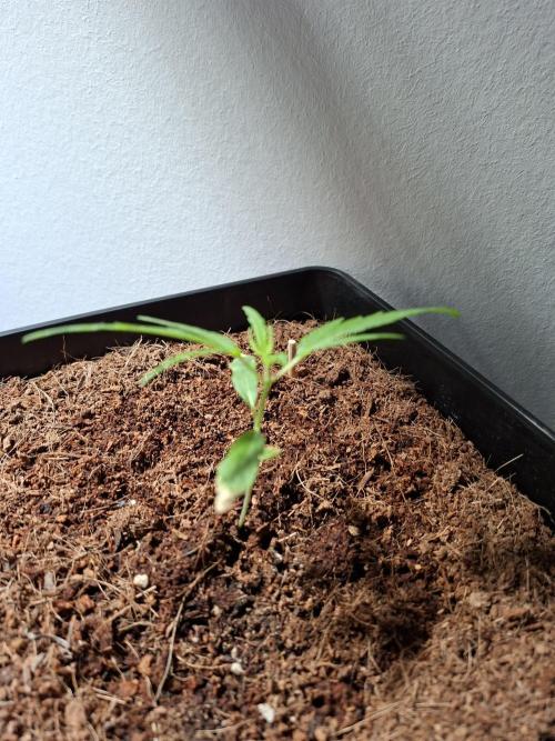 Ituri Noire - Love of Landrace. Week 2