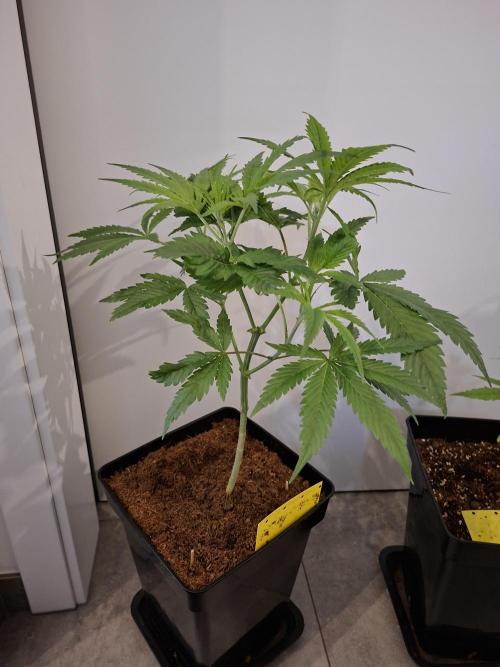 Desfrán - Dutch Passion. Week 7
