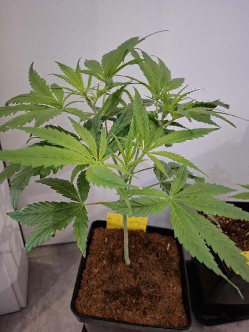 Desfrán - Dutch Passion. Week 7