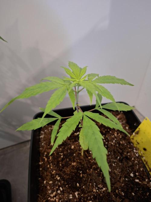 Nigerian Sativa - Love of Landrace. Week 5
