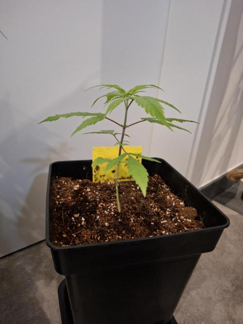 Nigerian Sativa - Love of Landrace. Week 5