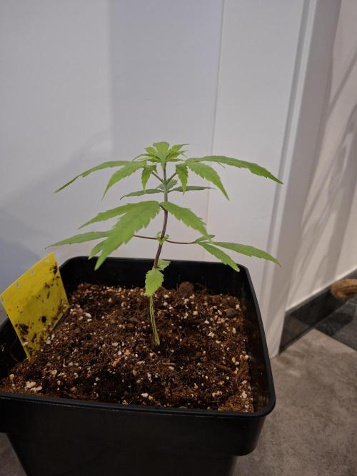 Nigerian Sativa - Love of Landrace. Week 5