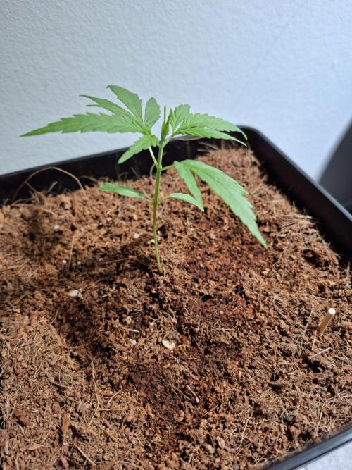 Ituri Noire - Love of Landrace. Week 3