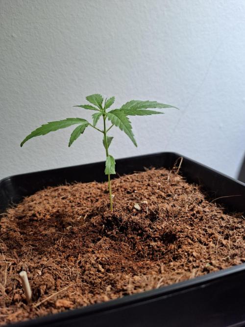 Ituri Noire - Love of Landrace. Week 3