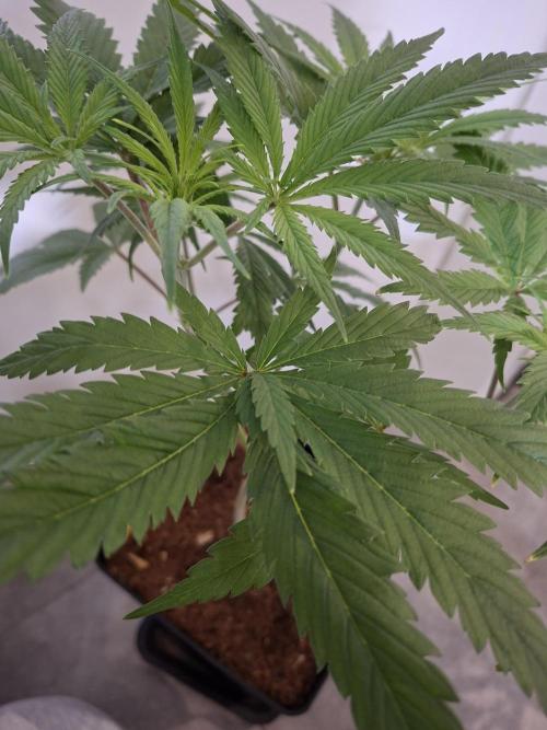 Desfrán - Dutch Passion. Week 8