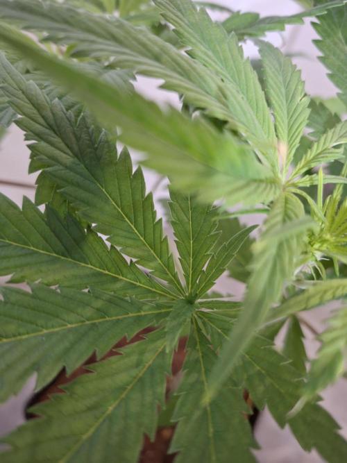 Desfrán - Dutch Passion. Week 8