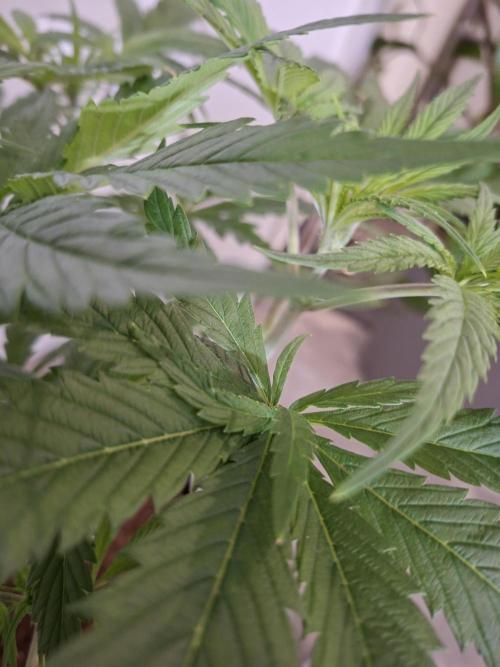 Desfrán - Dutch Passion. Week 8