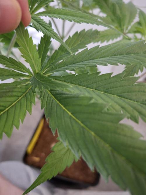 Desfrán - Dutch Passion. Week 8