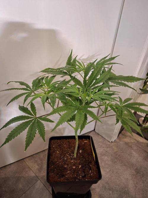 Desfrán - Dutch Passion. Week 8