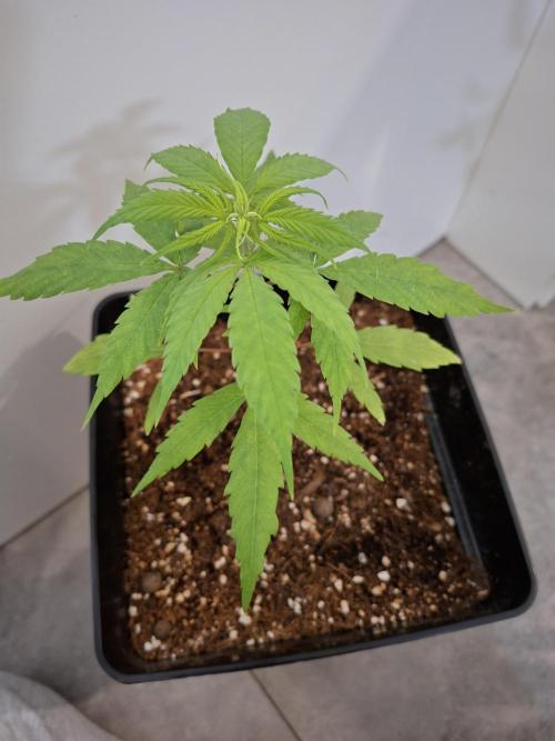 Nigerian Sativa - Love of Landrace. Week 6