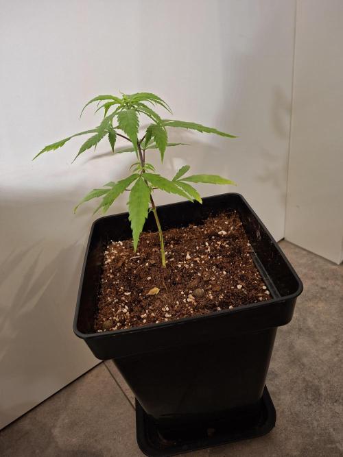 Nigerian Sativa - Love of Landrace. Week 6