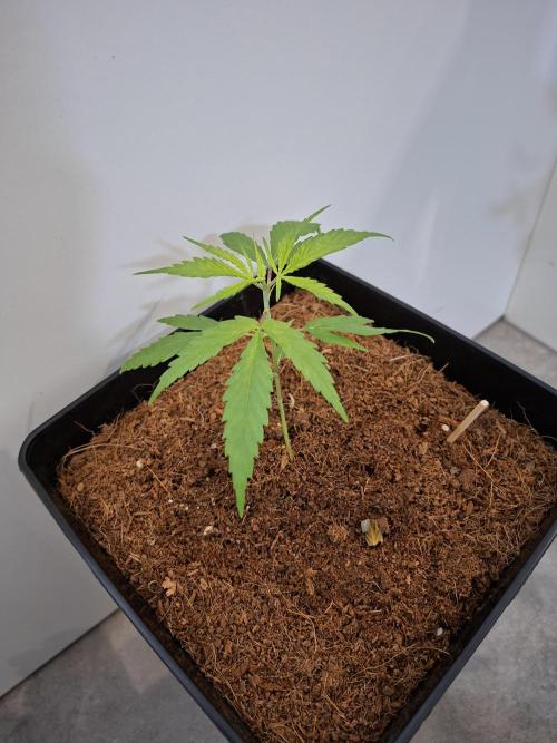 Ituri Noire - Love of Landrace. Week 4