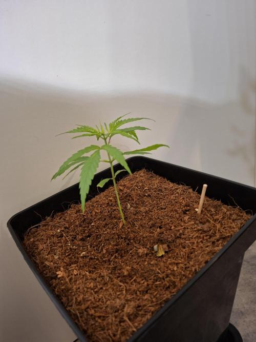 Ituri Noire - Love of Landrace. Week 4