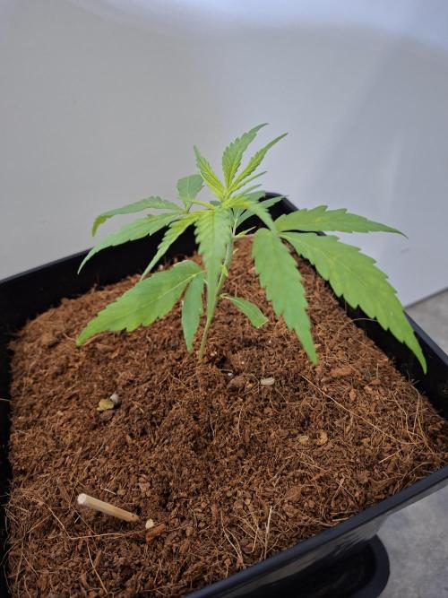 Ituri Noire - Love of Landrace. Week 4