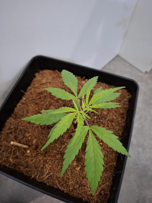 Ituri Noire - Love of Landrace. Week 4