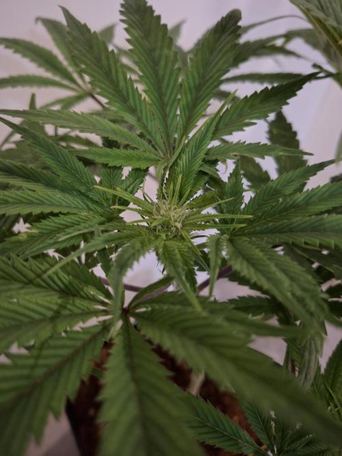 Desfrán - Dutch Passion. Week 9