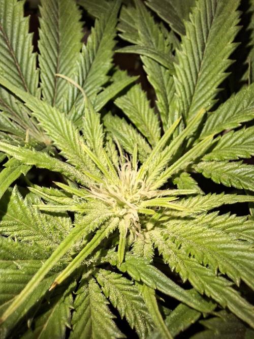 Desfrán - Dutch Passion. Week 9