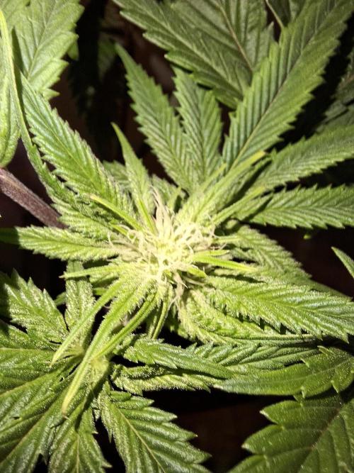 Desfrán - Dutch Passion. Week 9