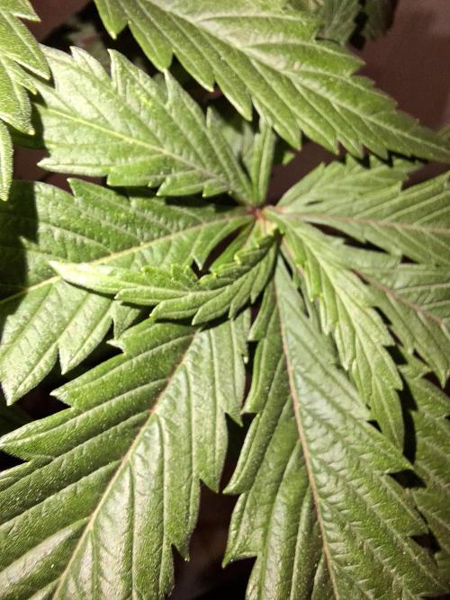 Desfrán - Dutch Passion. Week 9