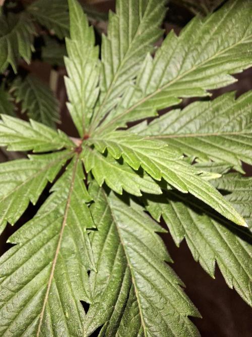 Desfrán - Dutch Passion. Week 9