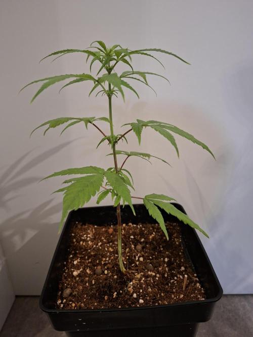 Nigerian Sativa - Love of Landrace. Week 7