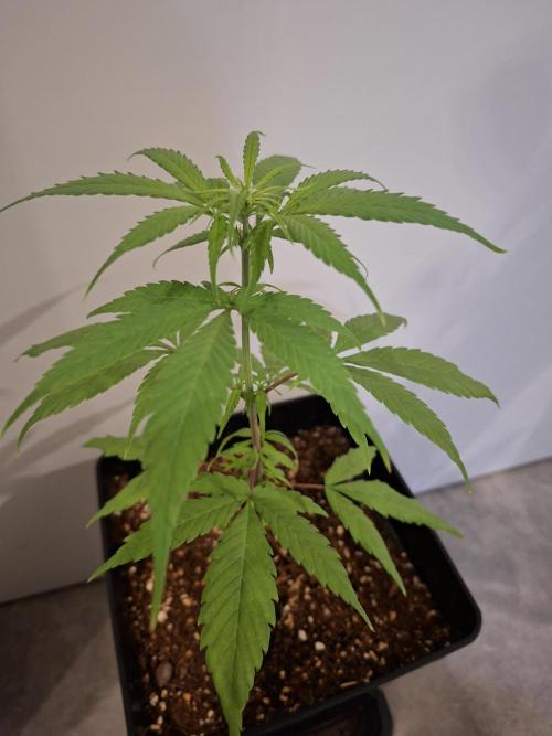 Nigerian Sativa - Love of Landrace. Week 7