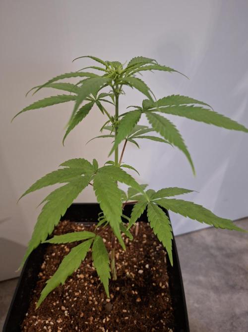 Nigerian Sativa - Love of Landrace. Week 7