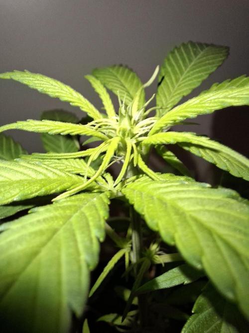 Nigerian Sativa - Love of Landrace. Week 7