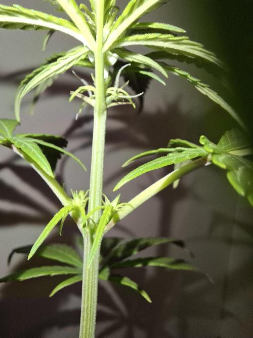 Nigerian Sativa - Love of Landrace. Week 7